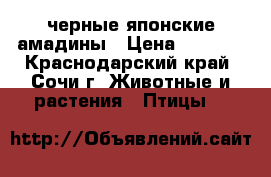 черные японские амадины › Цена ­ 1 000 - Краснодарский край, Сочи г. Животные и растения » Птицы   